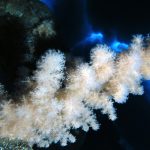 GeRDI Research Community: Paleoceanography at the GEOMAR Helmholtz Centre for Ocean Research Kiel - Cold Water Coralls