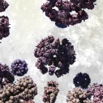 GeRDI Research Community: National Center for Tumor Diseases - Microscopy Image of Cells
